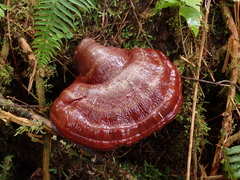 Ganoderma oregonense