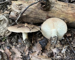 Lactarius argillaceifolius