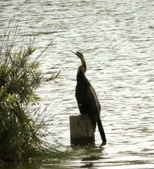 Anhinga rufa rufa