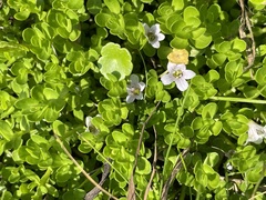 Bacopa monnieri