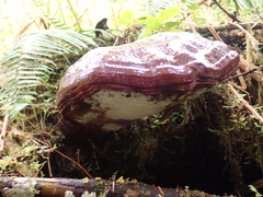 Ganoderma oregonense