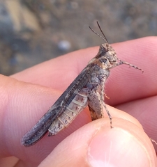 Acrotylus