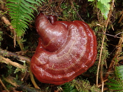 Ganoderma oregonense