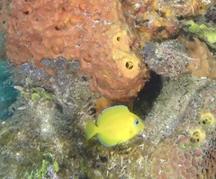 Acanthurus coeruleus
