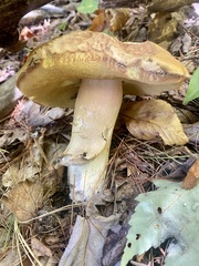 Boletus chippewaensis