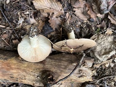 Lactarius argillaceifolius