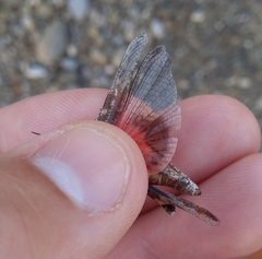 Acrotylus