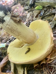 Boletus chippewaensis