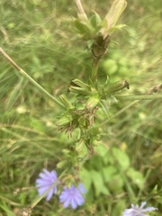 Cichorium