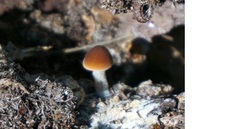 Fungi