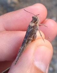 Acrotylus