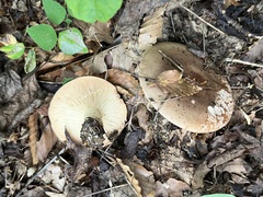 Lactarius argillaceifolius