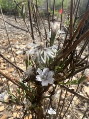 Stephanomeria diegensis