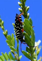 Placosternus erythropus