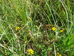 Lotus uliginosus