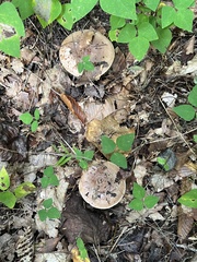 Lactarius argillaceifolius