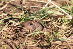 Thomomys