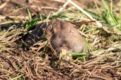Thomomys