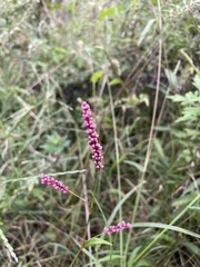 Persicaria longiseta
