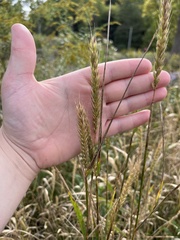 Elymus virginicus