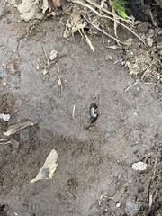 Cylindroiulus caeruleocinctus