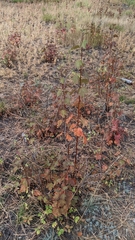 Physocarpus malvaceus