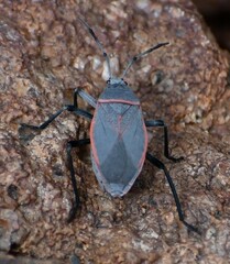 Largus semipunctatus