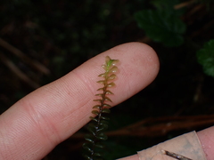 Plagiochila