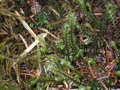 Plagiochila