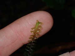 Plagiochila