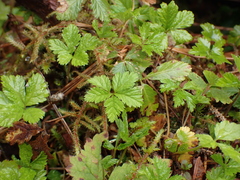 Rubus pedatus