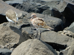 Calidris ferruginea