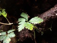 Rubus pedatus