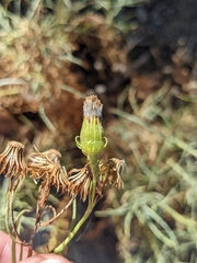 Senecio flaccidus