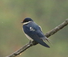 Hirundo albigularis