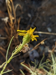 Senecio flaccidus
