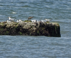 Thalasseus bengalensis