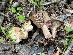 Lactarius subpurpureus