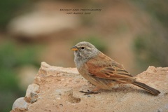 Emberiza sahari