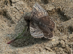 Erynnis persius fredericki