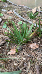 Sisyrinchium micranthum