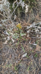 Solidago missouriensis