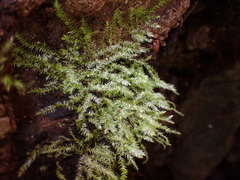 Pseudotaxiphyllum elegans