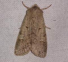 Ammoconia caecimacula