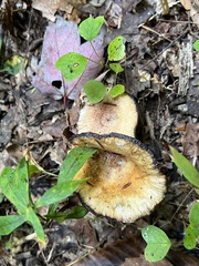Lactarius subpurpureus