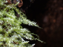 Pseudotaxiphyllum elegans