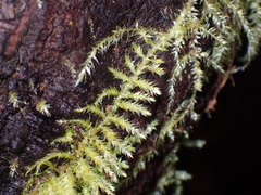 Pseudotaxiphyllum elegans