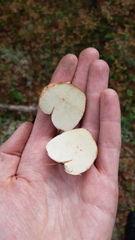 Rhizopogon