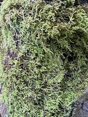 Callicladium imponens