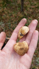 Rhizopogon